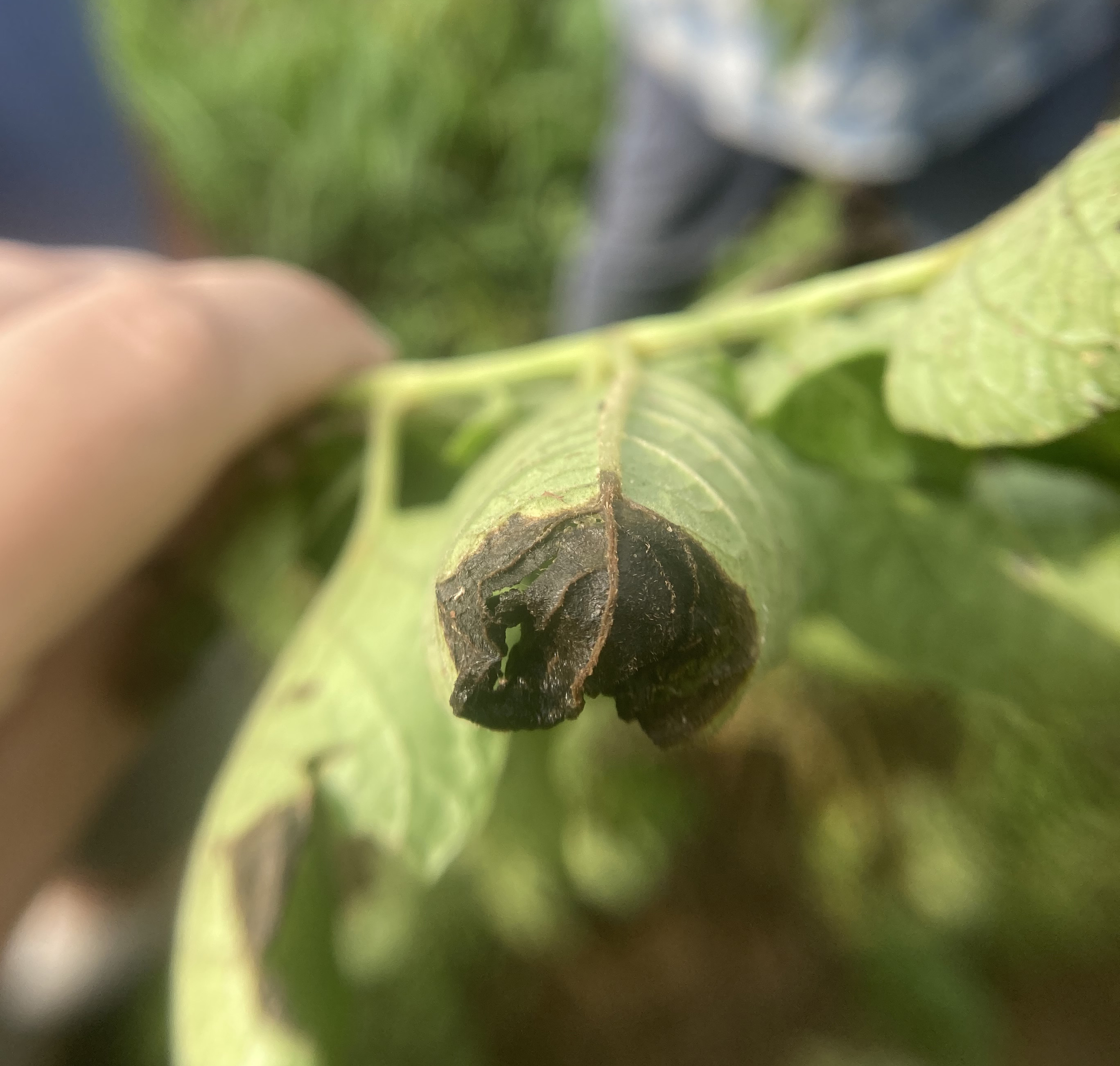 26 late blight lesion curl twist web NR (1).jpg